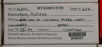 Physarum nutans image